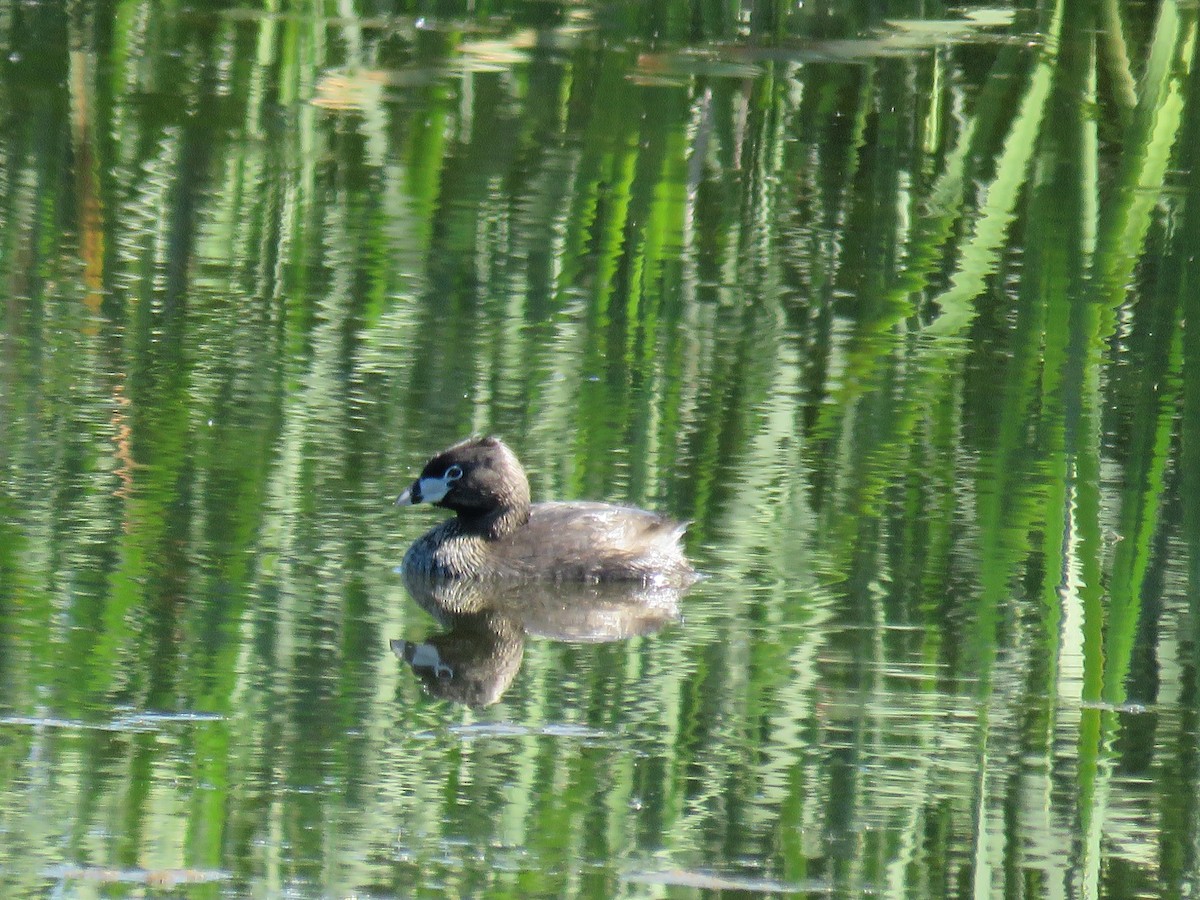 Pied-billed Grebe - ML29845921