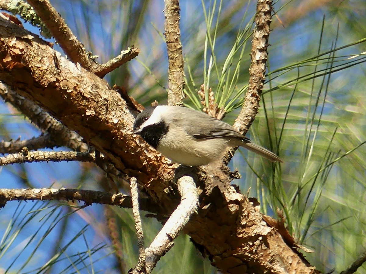 Carolina Chickadee - ML298459971