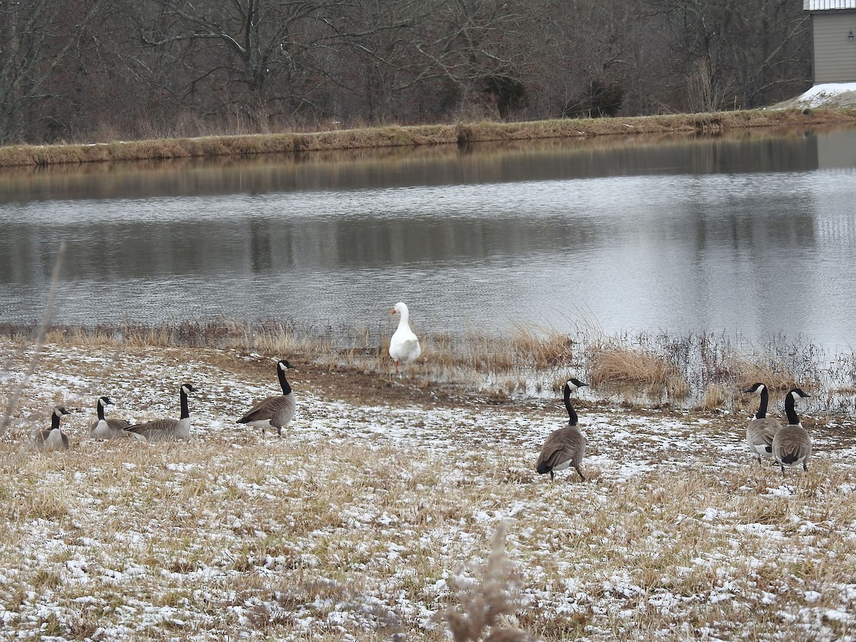 Canada Goose - ML298460441