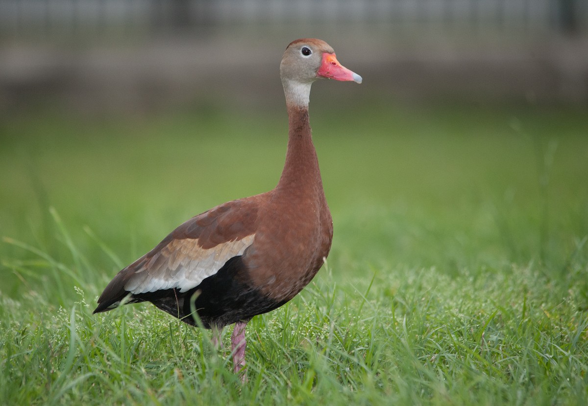 Black-bellied Whistling-Duck - Justin Lawson