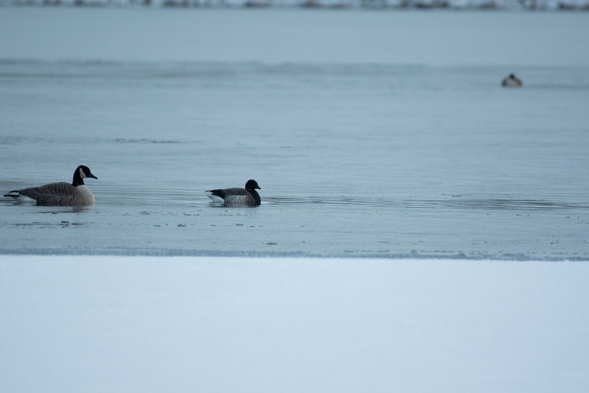 Brant - ML298463161
