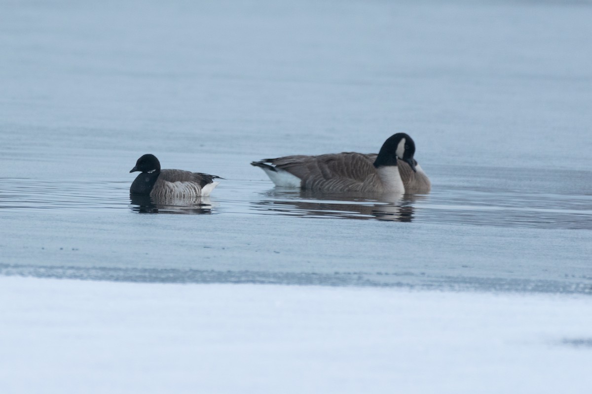 Brant - ML298463271