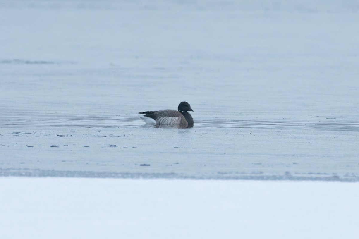 Brant - ML298463281