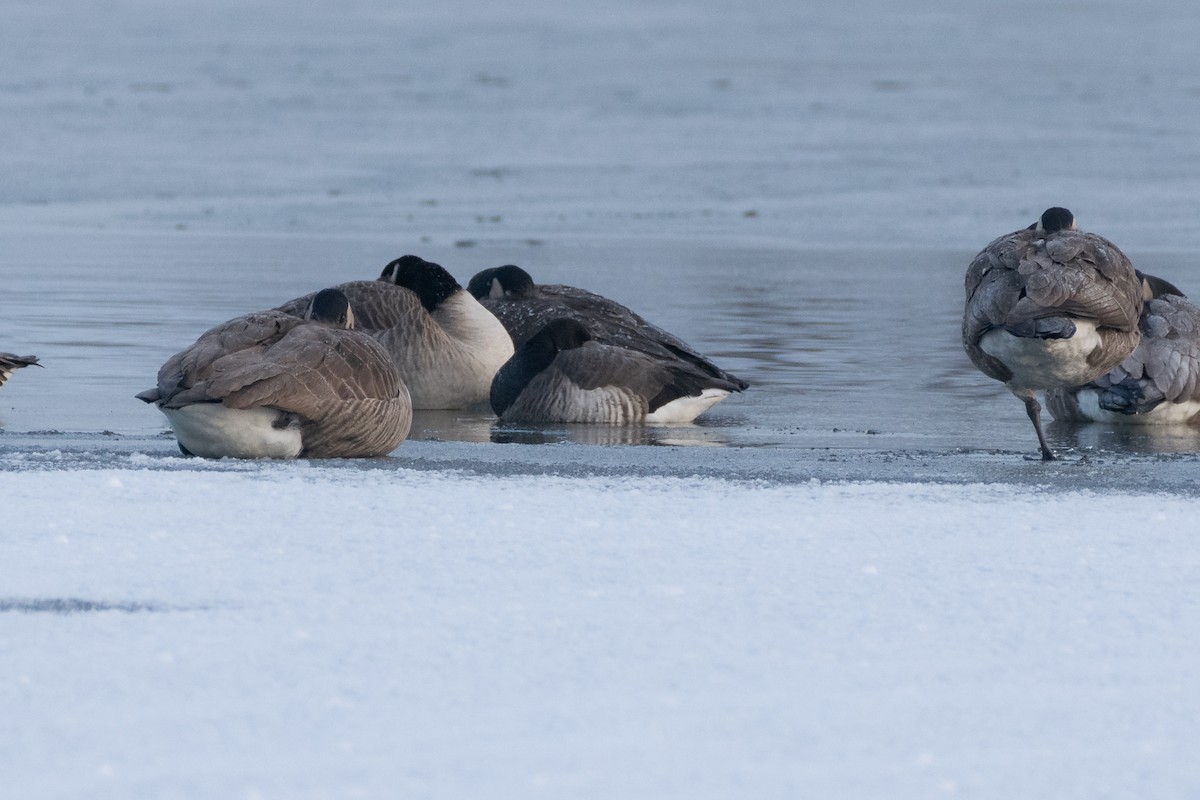 Brant - ML298463331
