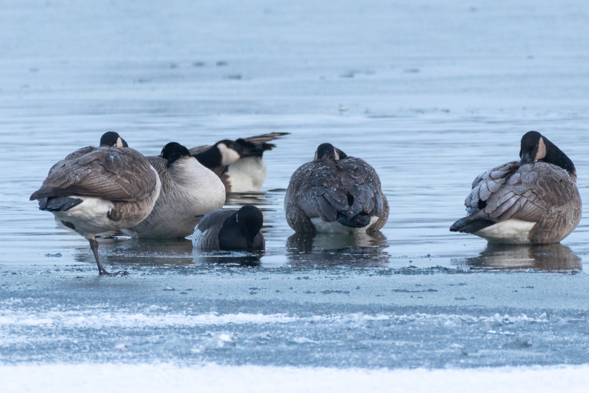 Brant - ML298463341