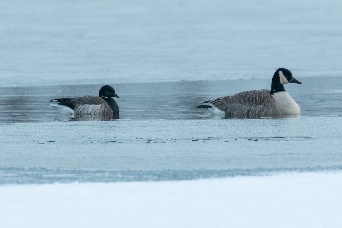 Brant - ML298463371