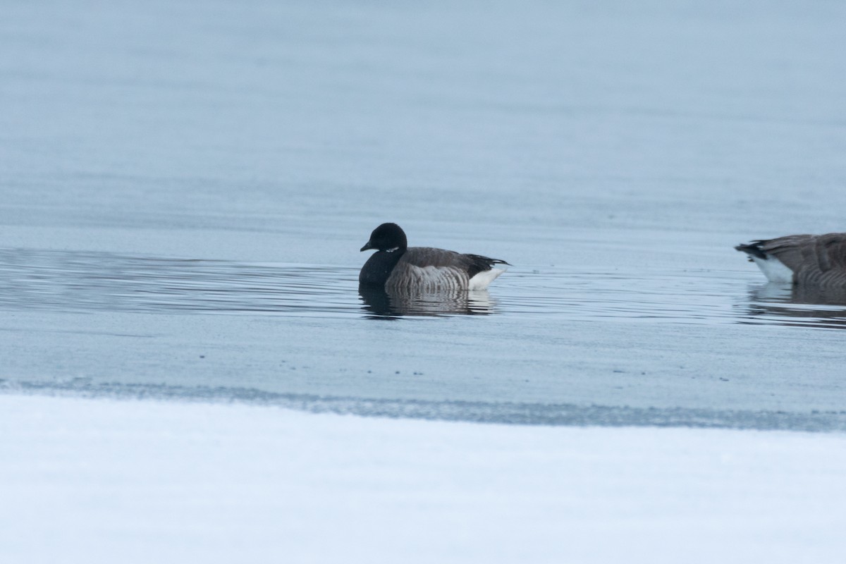 Brant - ML298463401
