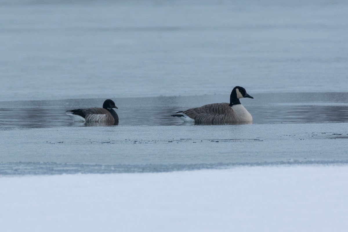 Brant - ML298463421