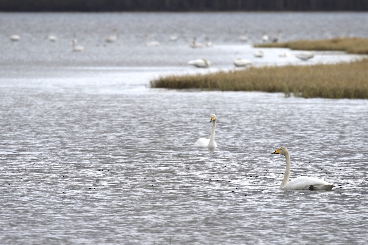 Whooper Swan - Knut Hansen