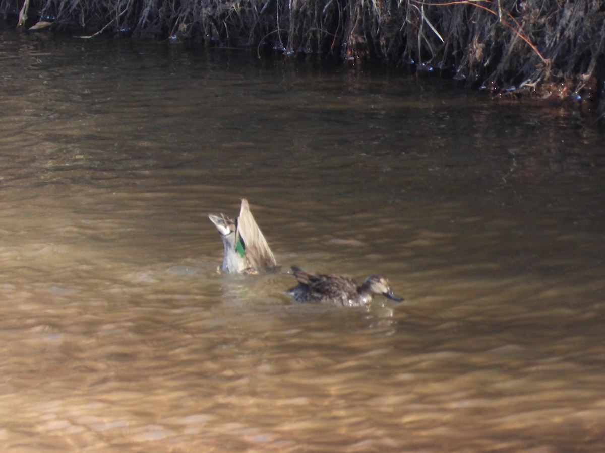 Green-winged Teal - ML298464981