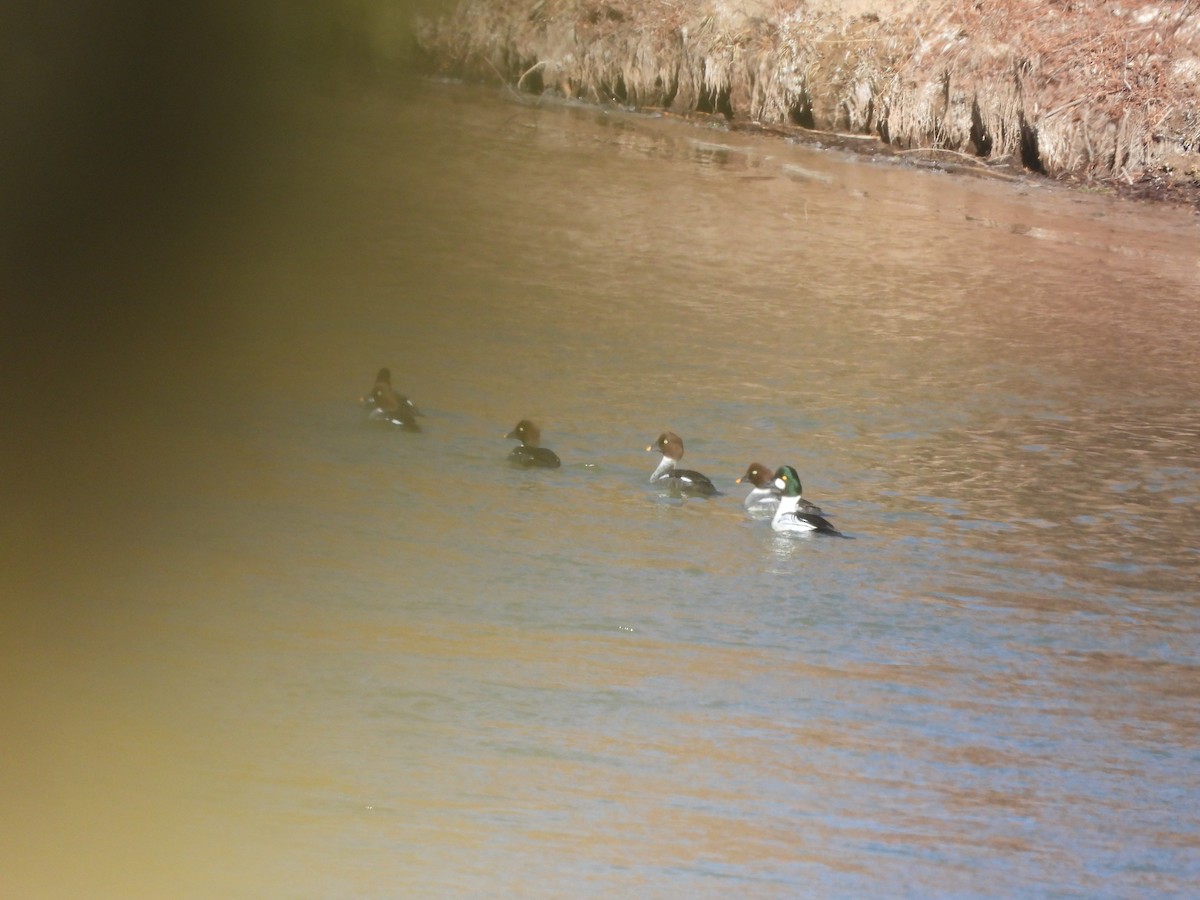 Common Goldeneye - ML298465031