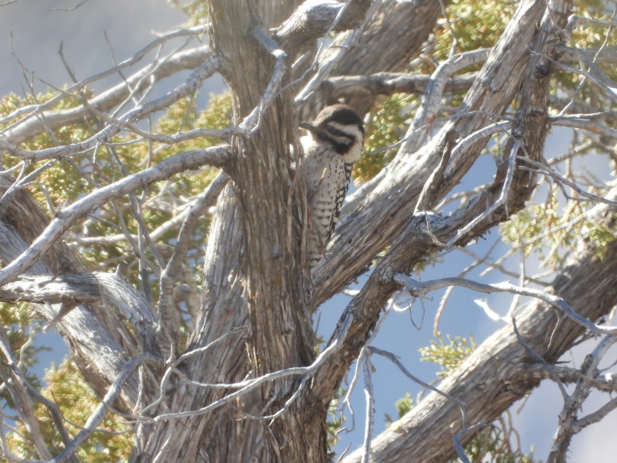 Ladder-backed Woodpecker - ML298465381