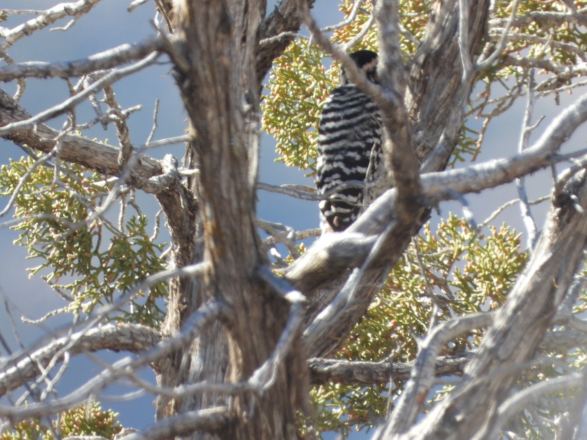 Ladder-backed Woodpecker - ML298465461