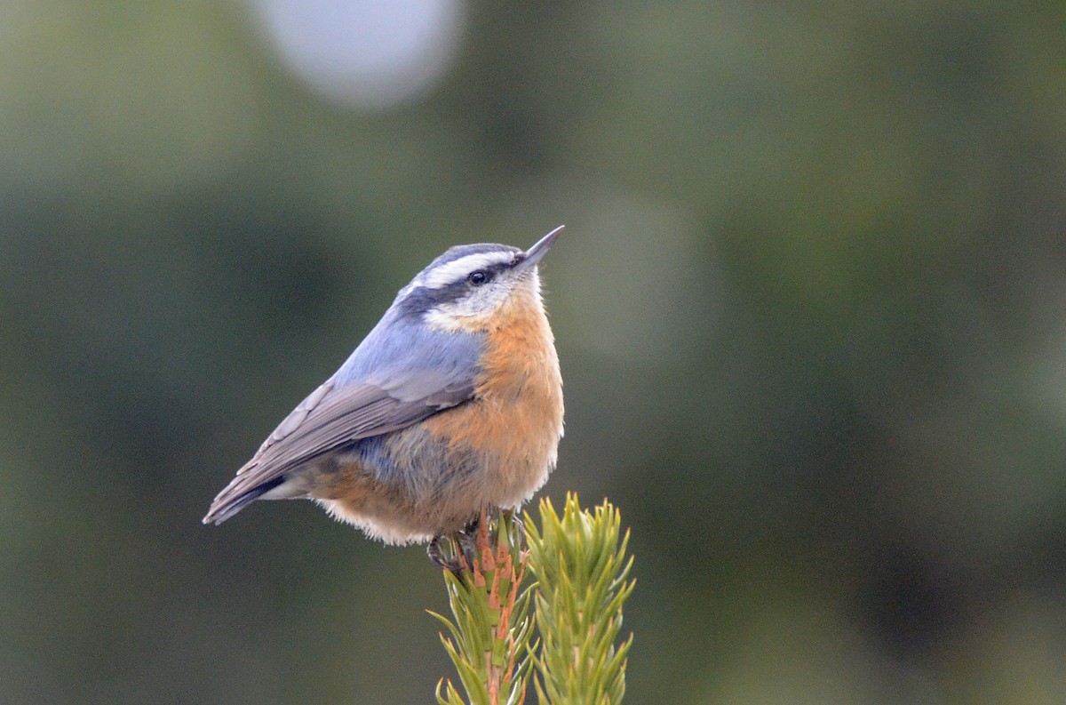 Red-breasted Nuthatch - Asher  Warkentin