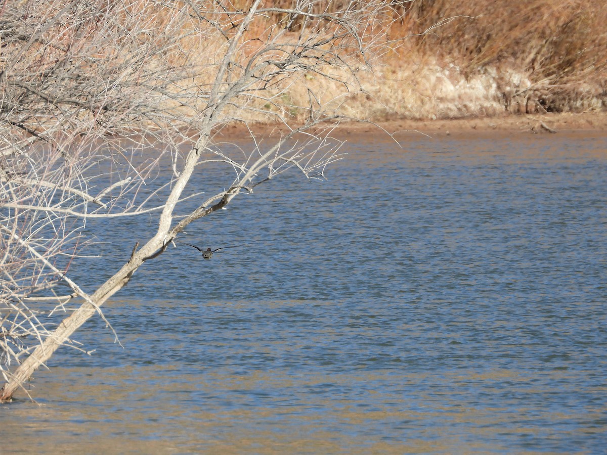 Green-winged Teal - ML298466591