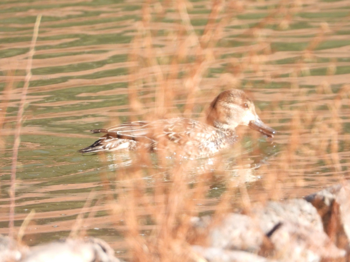 Green-winged Teal - ML298466601