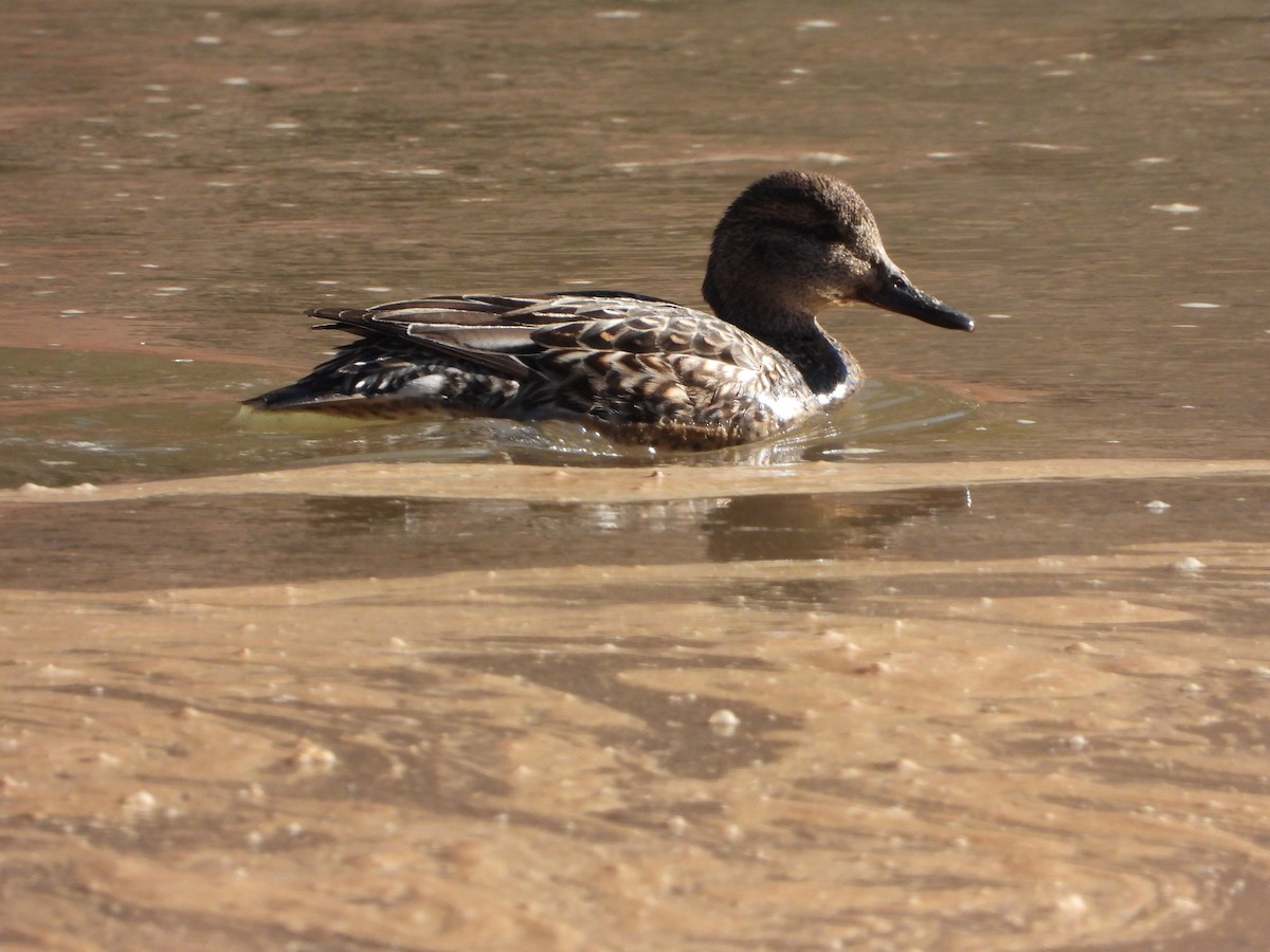 Green-winged Teal - ML298466621
