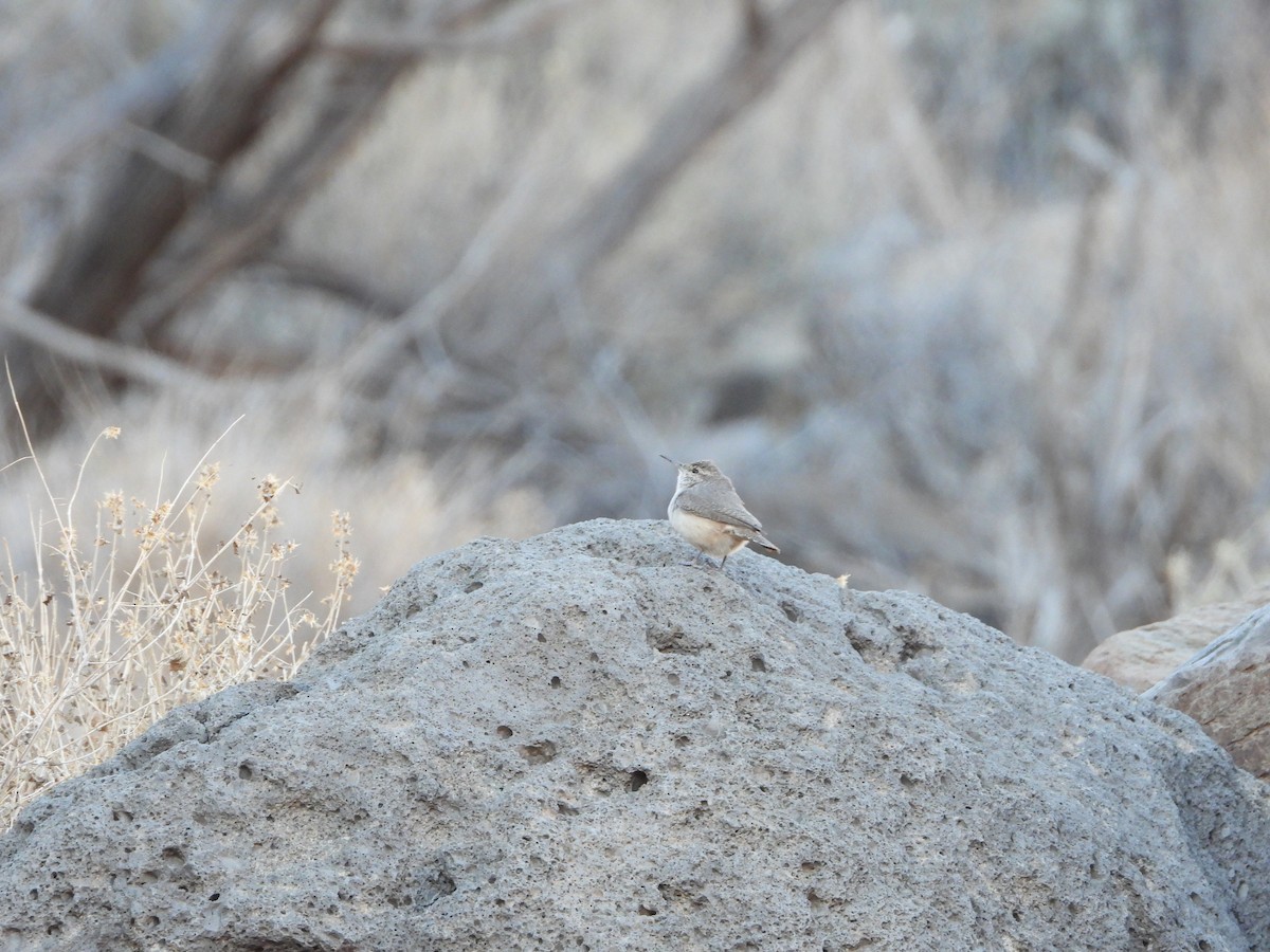 Canyon Wren - ML298466651