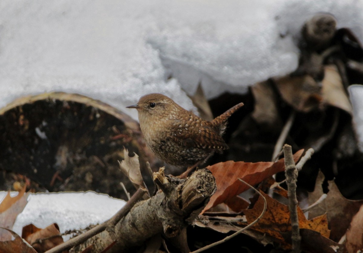 Winter Wren - ML298468231