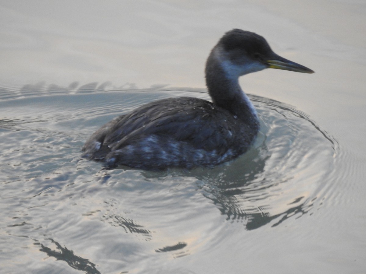 Red-necked Grebe - MaryAnn Clayton