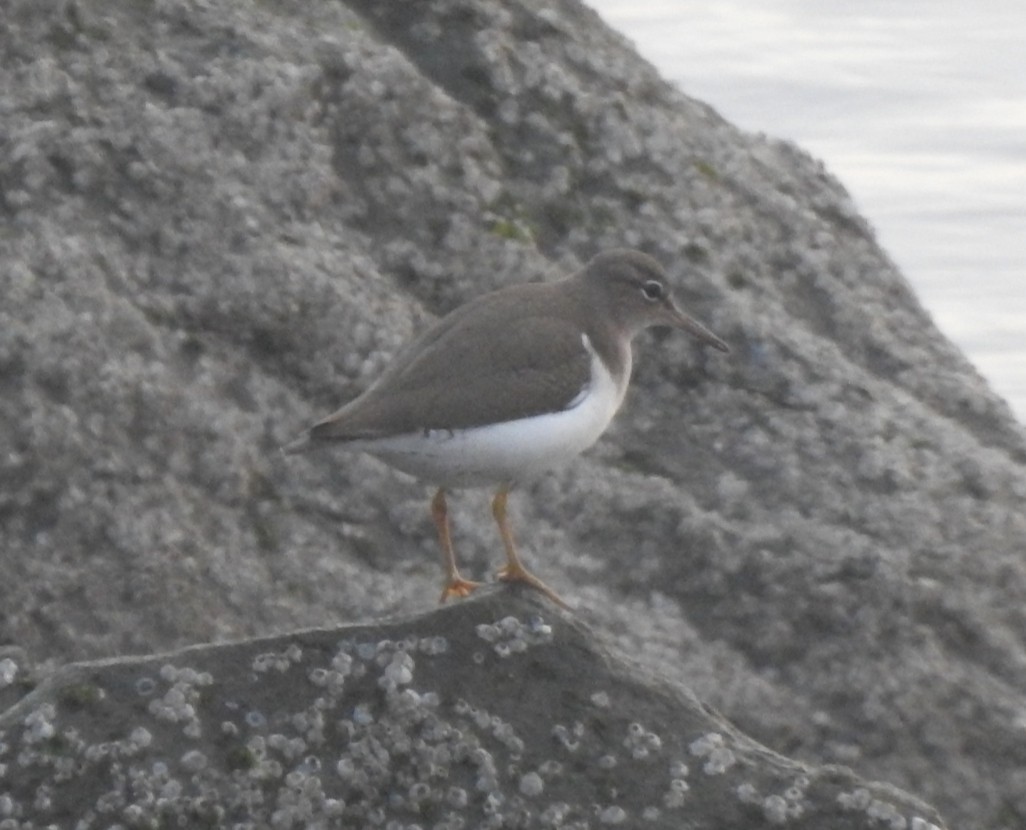 Spotted Sandpiper - MaryAnn Clayton