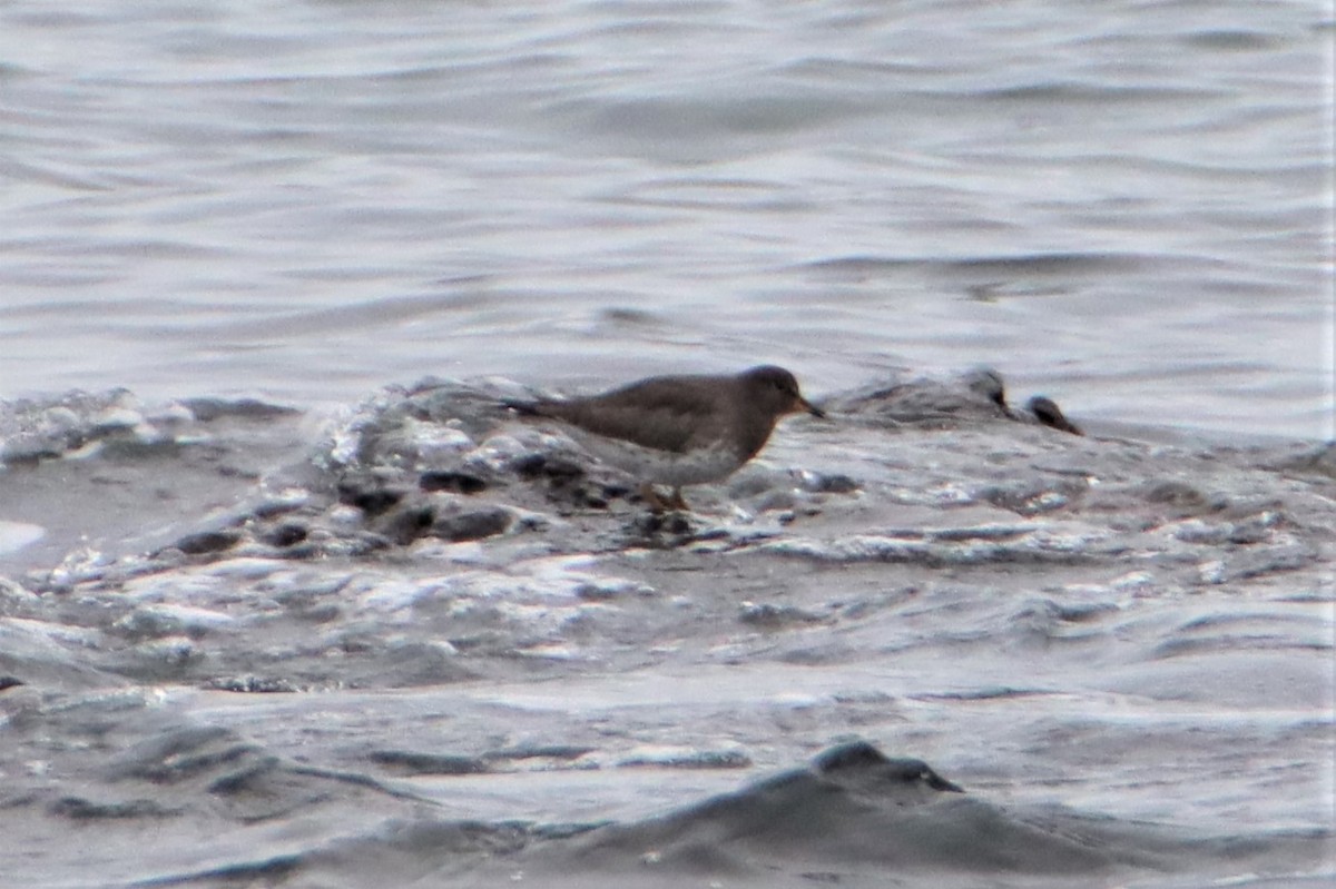 Surfbird - ML298469031