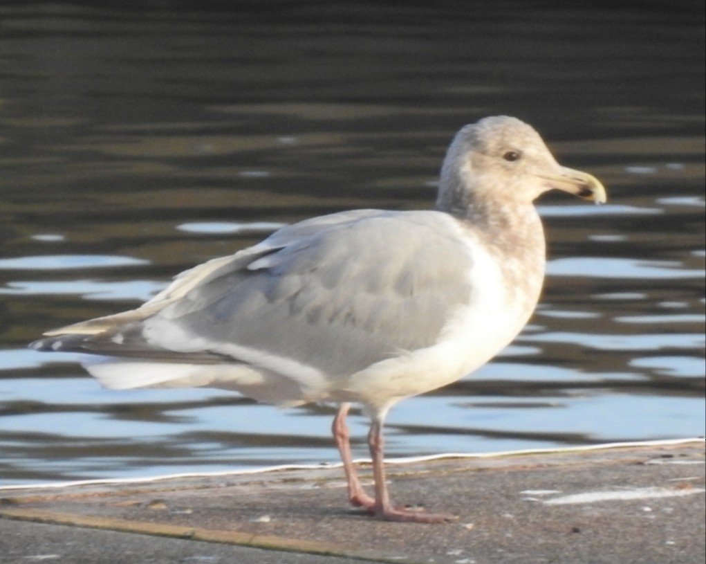 Glaucous-winged Gull - MaryAnn Clayton