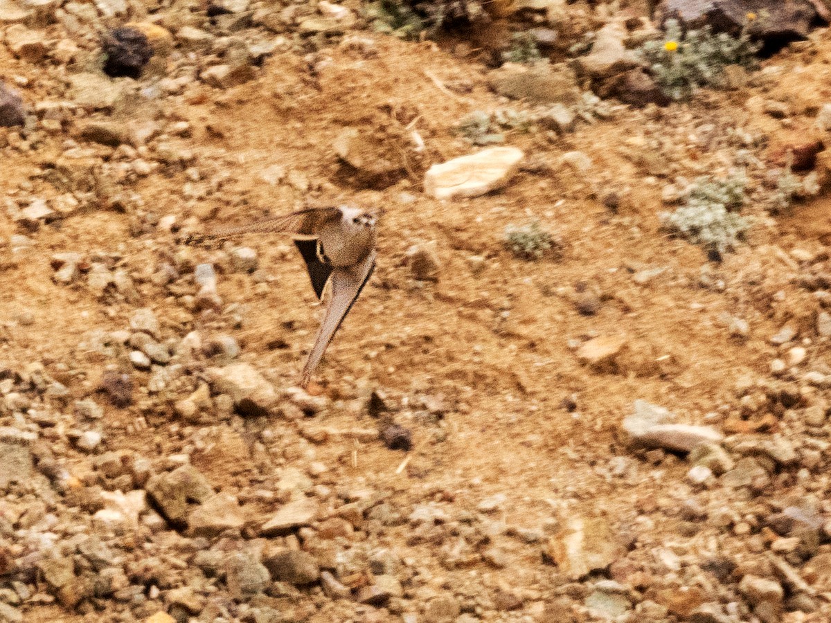 Black-fronted Ground-Tyrant - ML298473191