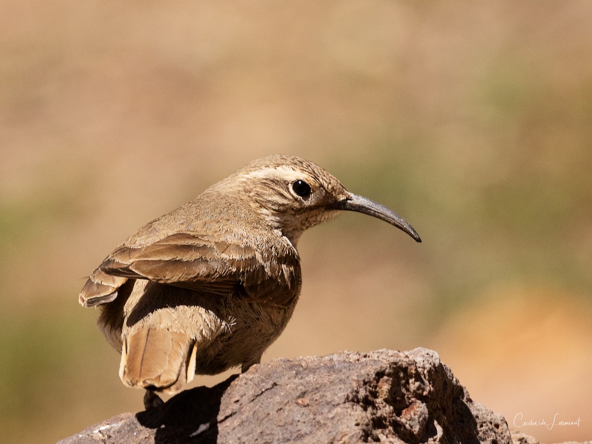 Scale-throated Earthcreeper - ML298473271