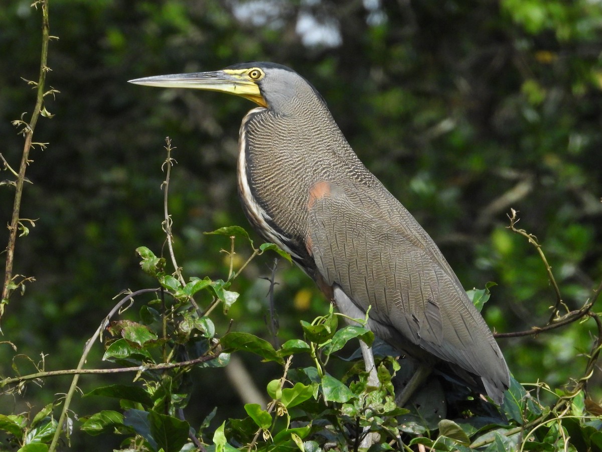 Bare-throated Tiger-Heron - ML298473961