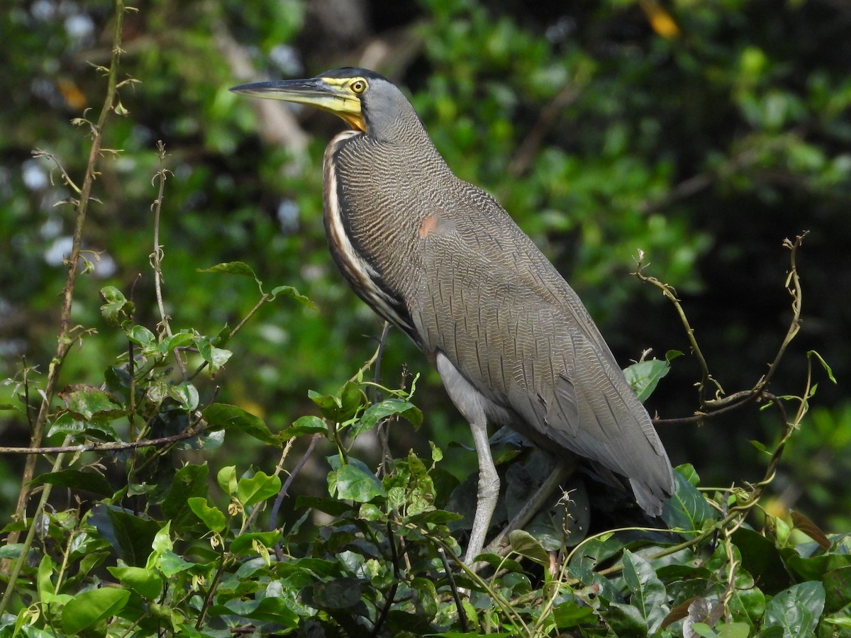 Bare-throated Tiger-Heron - ML298473971