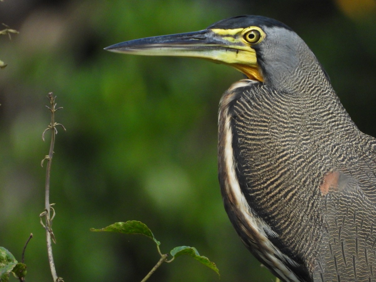 Bare-throated Tiger-Heron - ML298473981