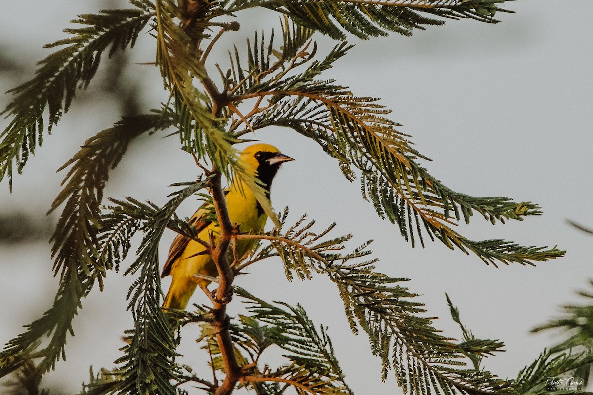 Yellow-tailed Oriole - ML298474291