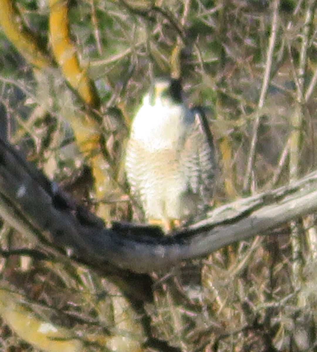 Halcón Peregrino - ML298474331