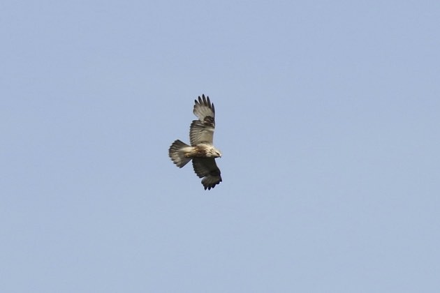 Rough-legged Hawk - ML29847511