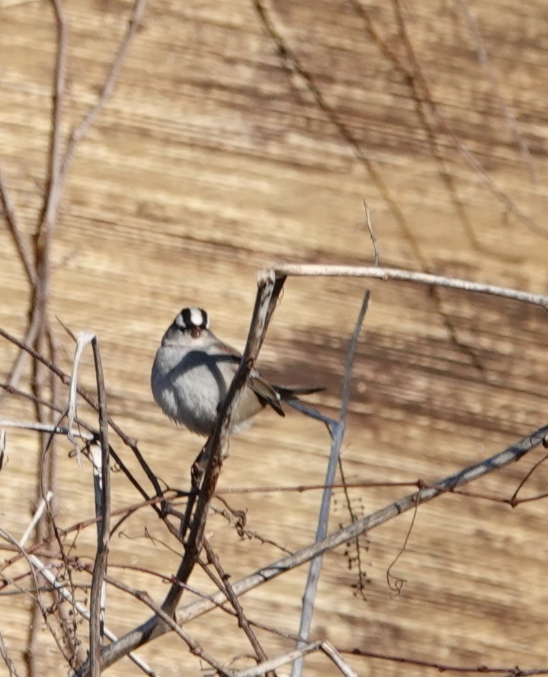 White-crowned Sparrow - ML298475271