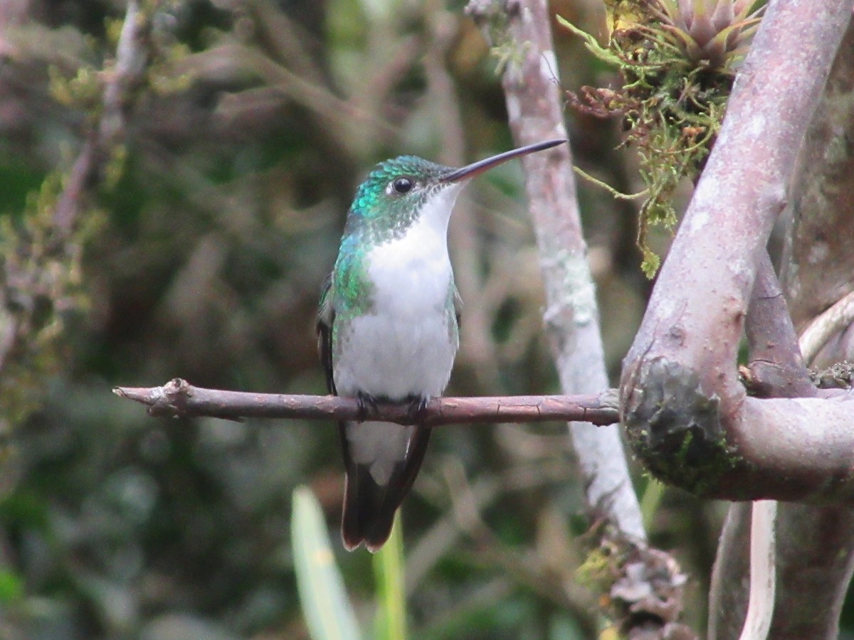 kolibřík andský - ML298476011