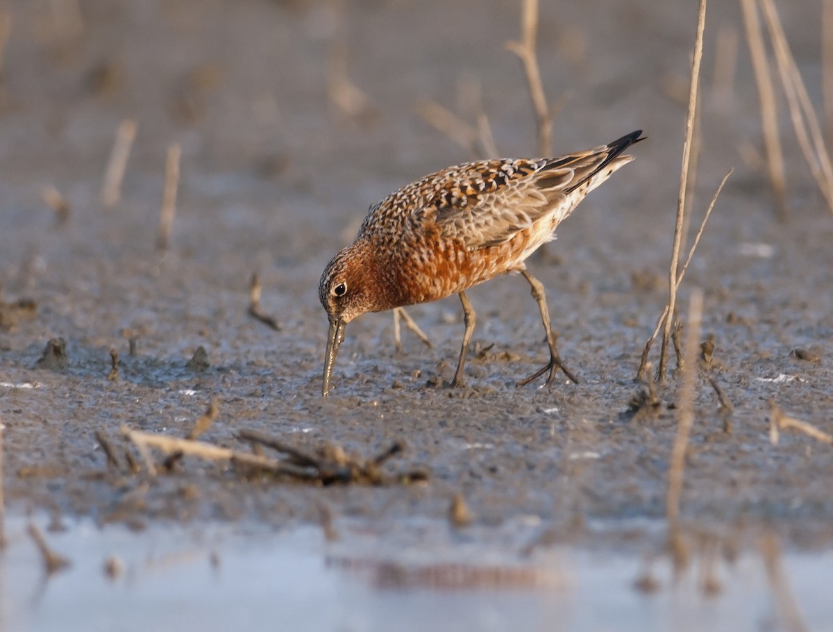 Curlew Sandpiper - ML298478551