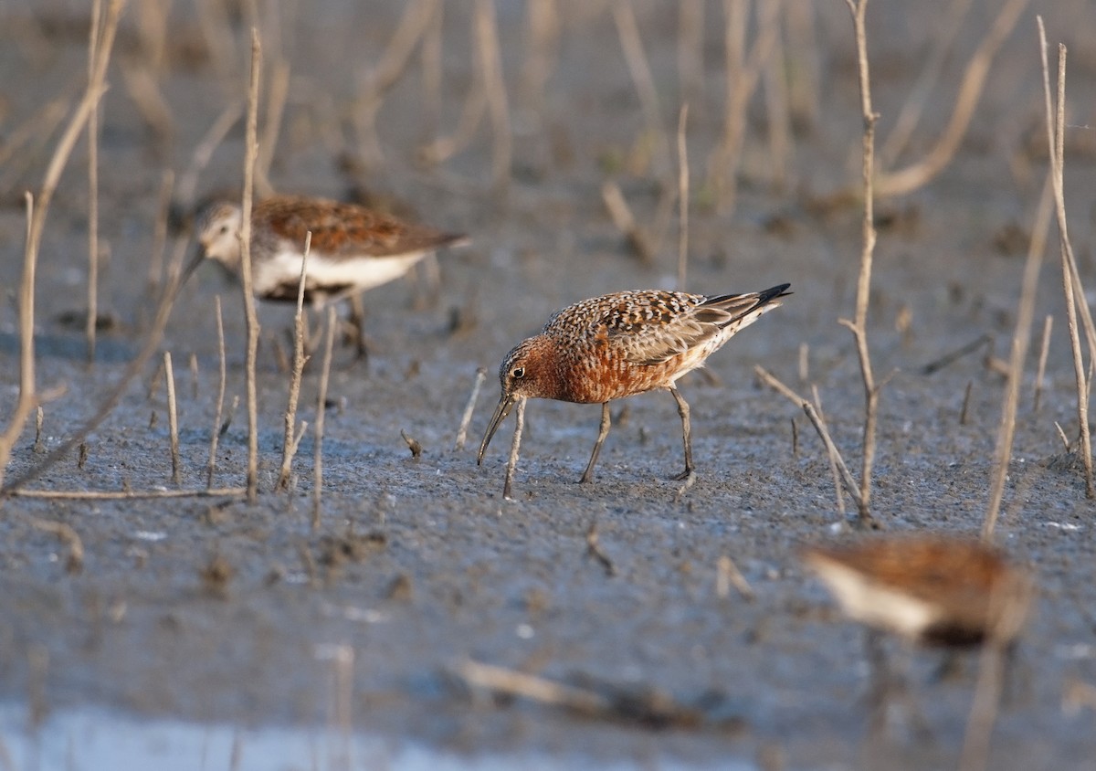 Curlew Sandpiper - ML298478561