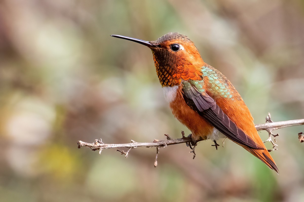 Allen's Hummingbird - Connor Cochrane