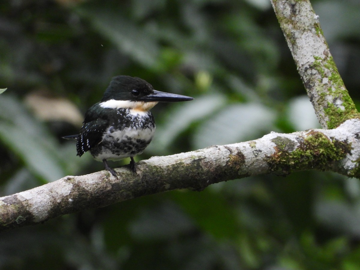 Green Kingfisher - ML298480861