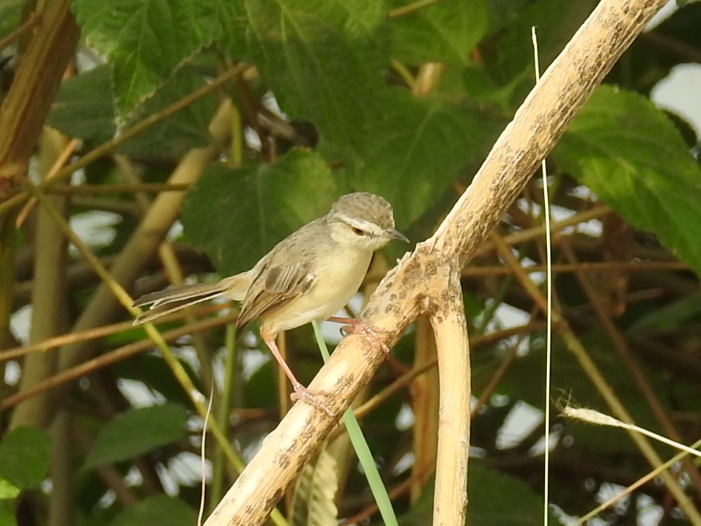 Plain Prinia - ML29848101