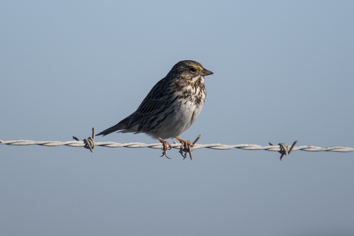 Savannah Sparrow - ML298481561