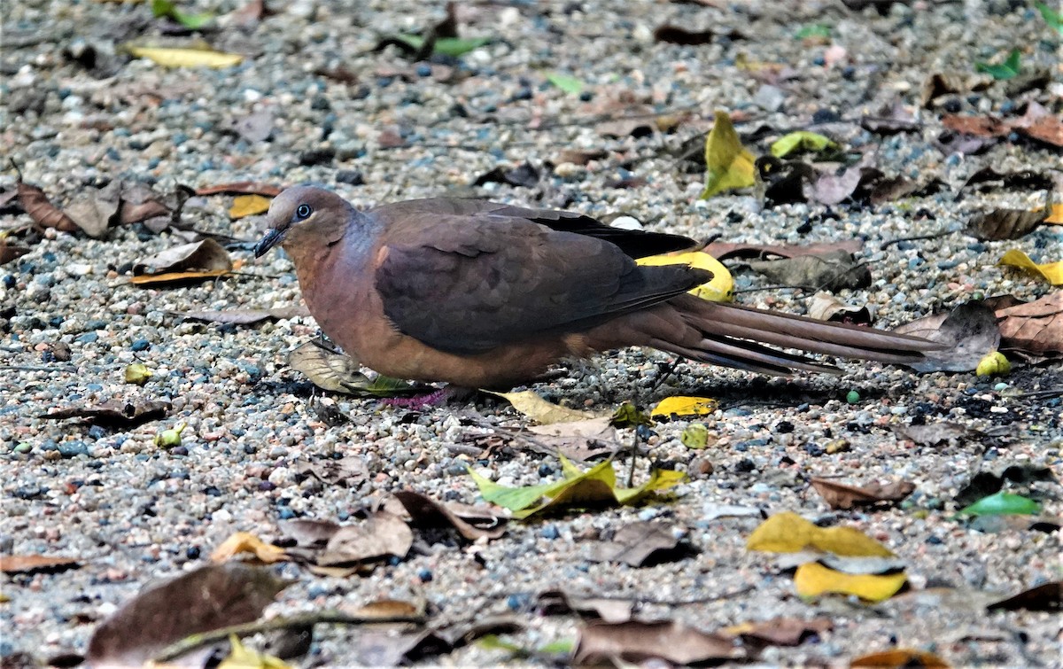 Brown Cuckoo-Dove - ML298481581