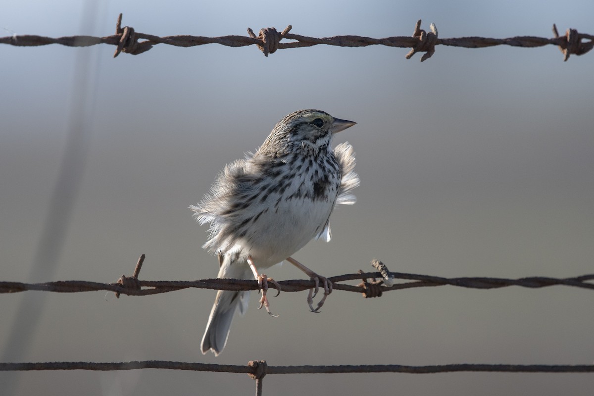 Savannah Sparrow - ML298481621