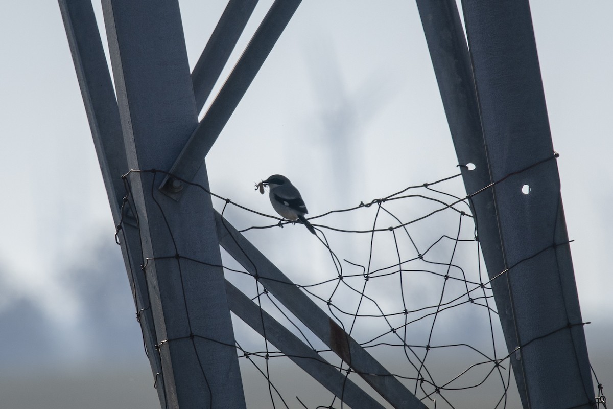 Loggerhead Shrike - ML298482891