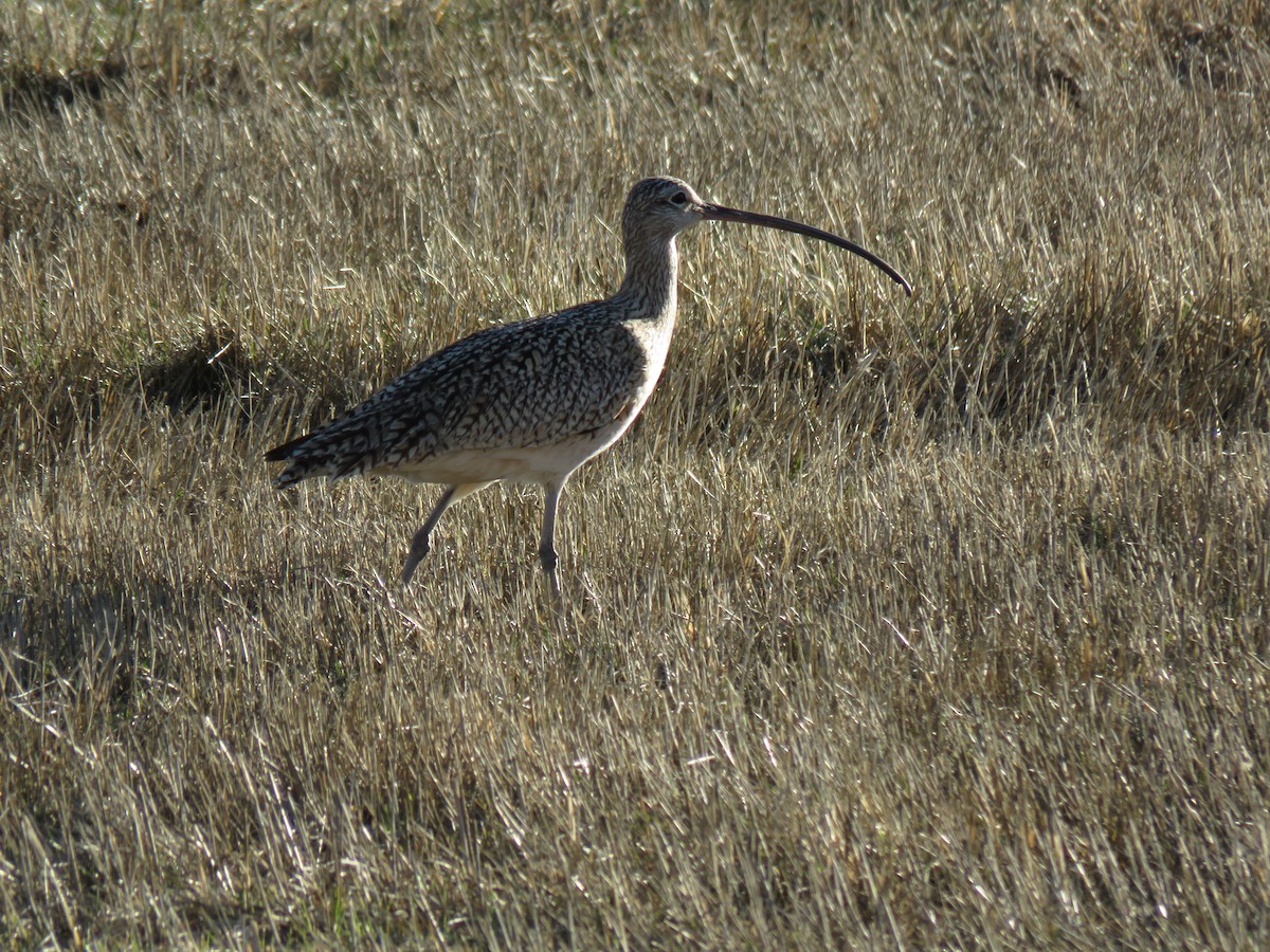Long-billed Curlew - ML298483991