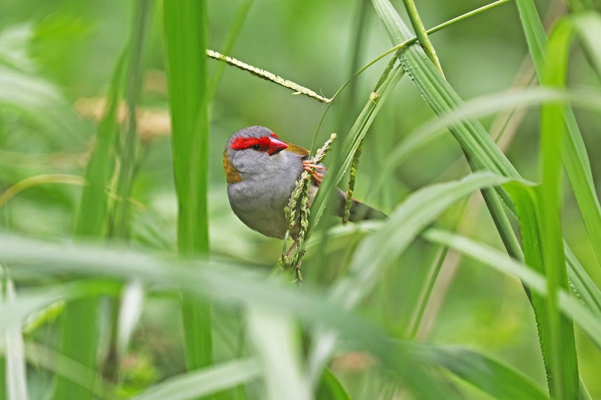 Red-browed Firetail - ML298486451