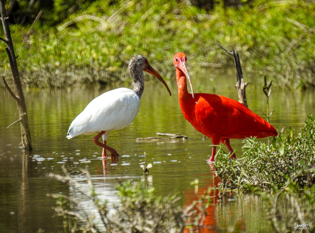 White Ibis - Leandro Niebles Puello