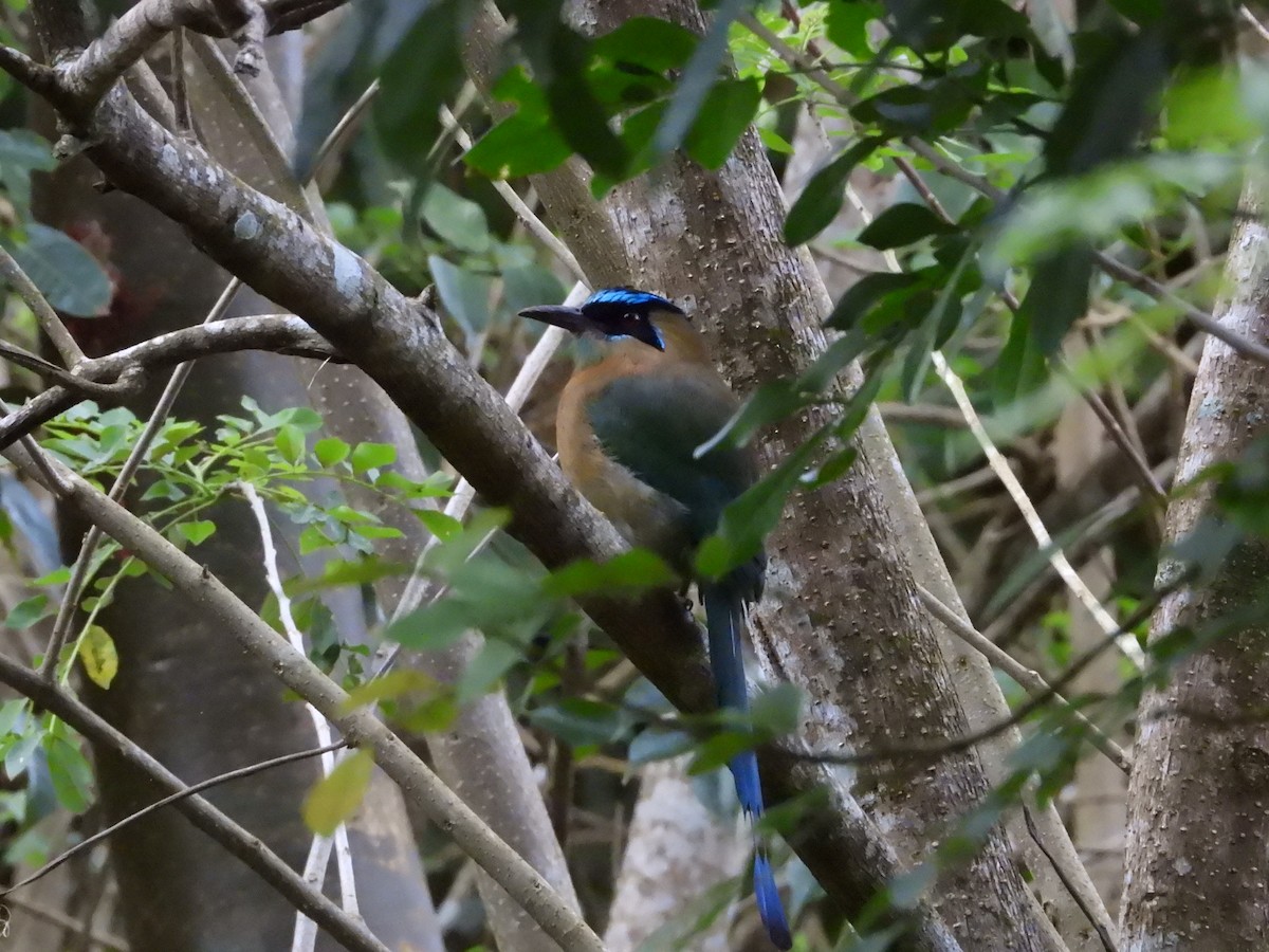 Lesson's Motmot - Daniela  Souza